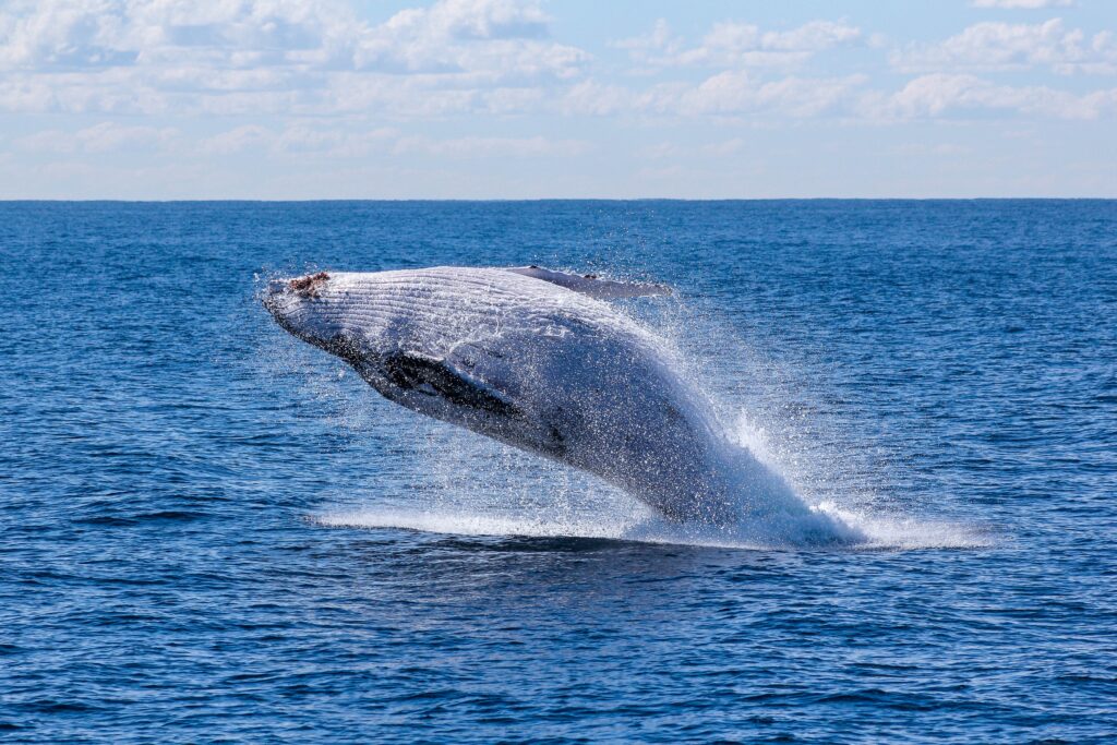 Types of Marine Mammals