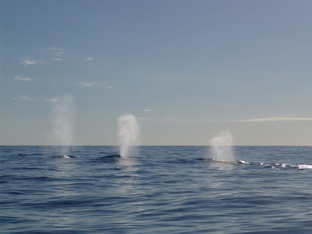 Types of Marine Mammals