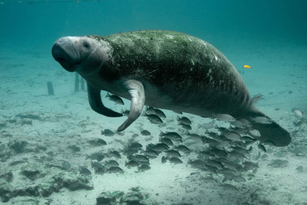 Types of Marine Mammals