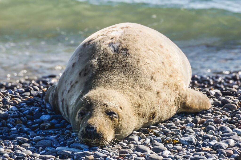 Types of Marine Mammals