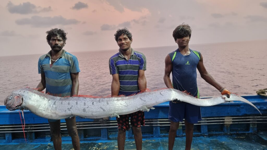 Oar Fish